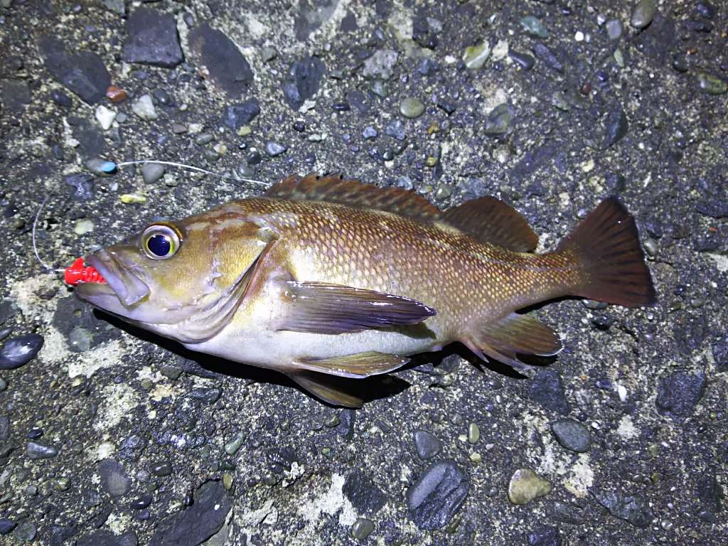 ガヤ巨大化 北海道で釣り