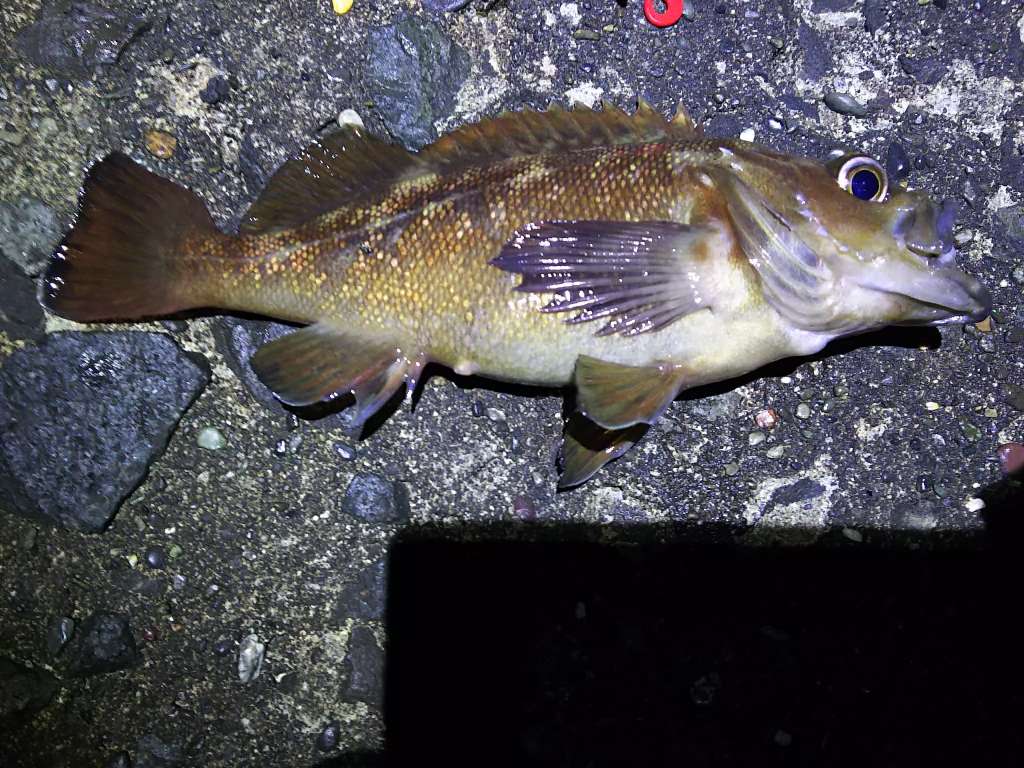 ガヤ巨大化 北海道で釣り