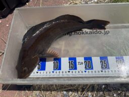 38cm